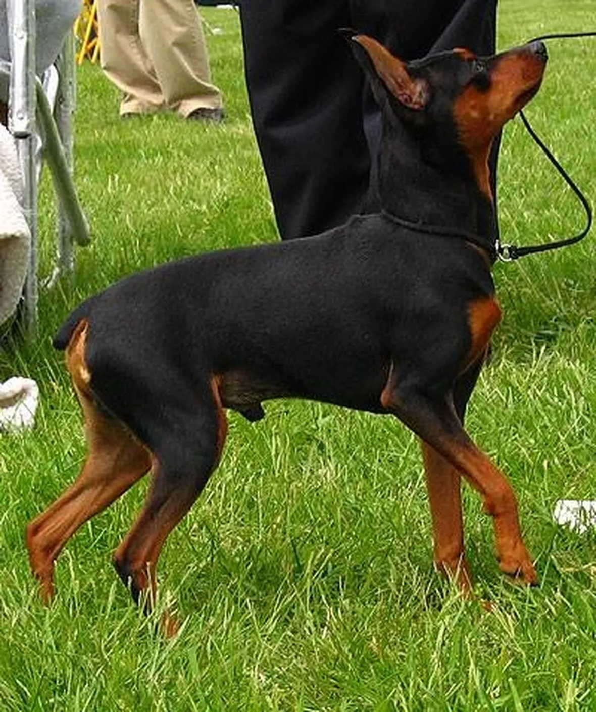 Pinscher nano