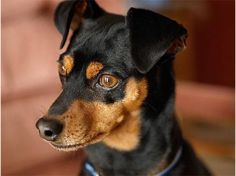 pinscher nano peso