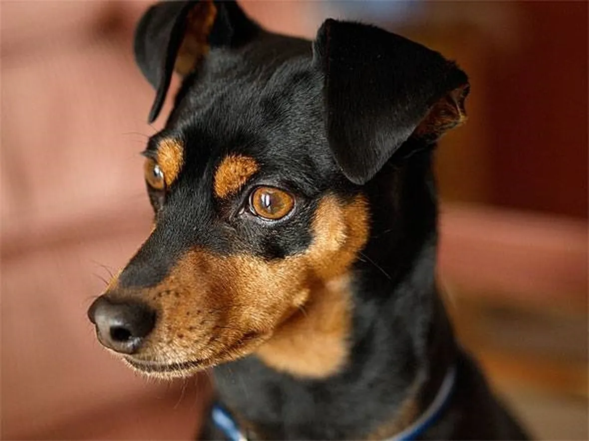 pinscher nano peso