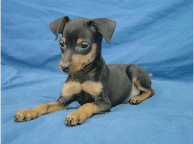 pinscher toy