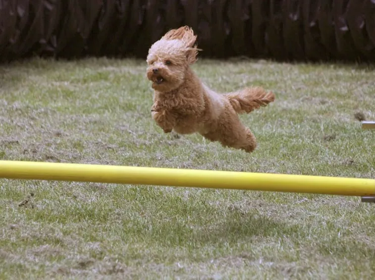 Cane barboncino addestramento