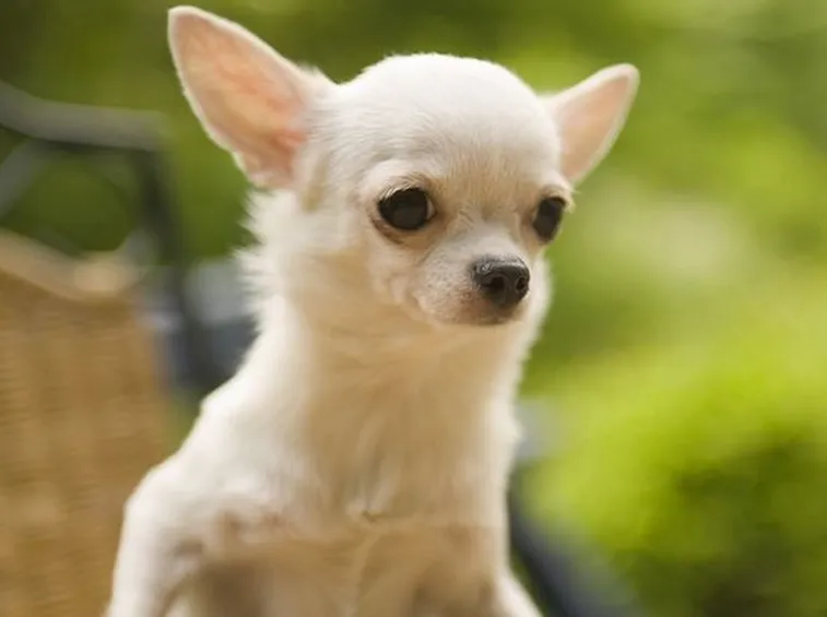 Cucciolo di chihuahua di pochi giorni