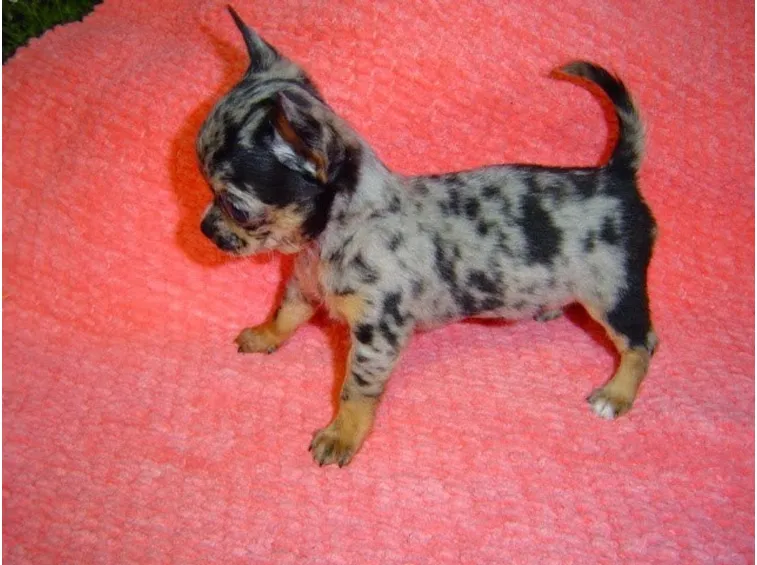 Chihuahua dal colore del pelo definito