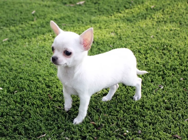 Chihuahua di colore bianco