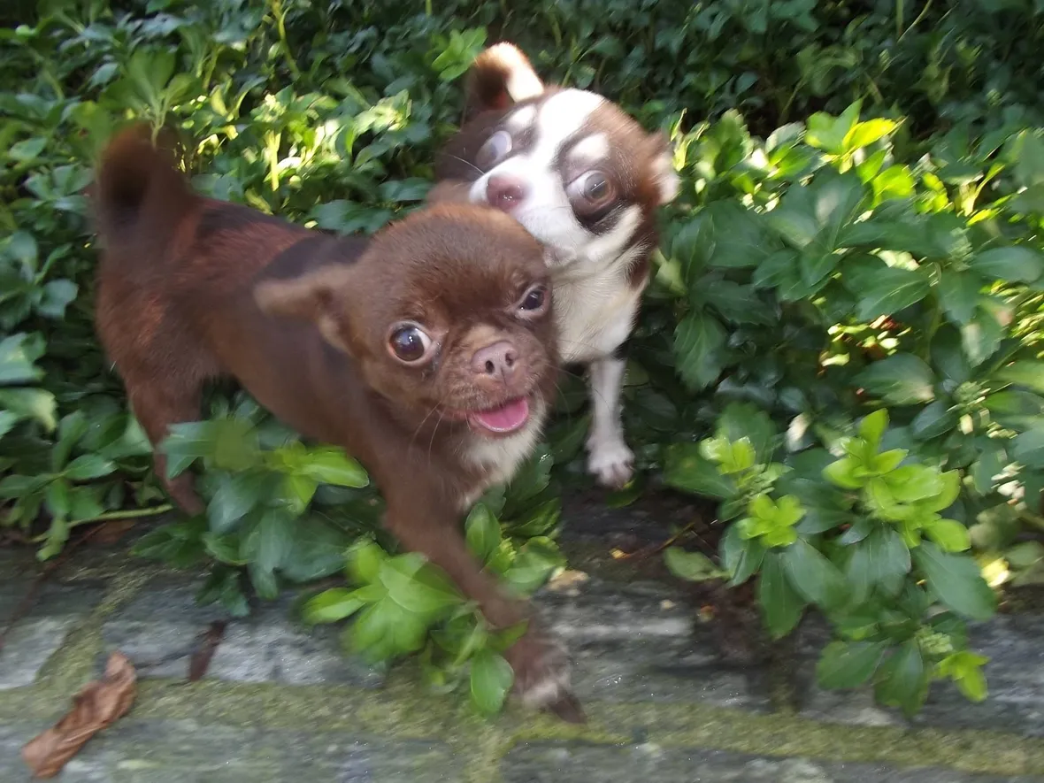 Cuccioli di chihuahua color cioccolato