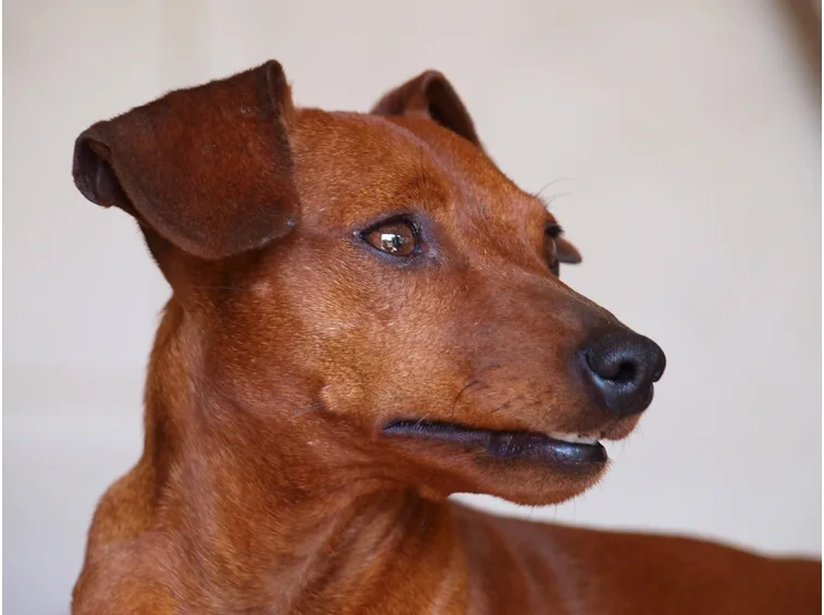 Zwergpinscher marrone