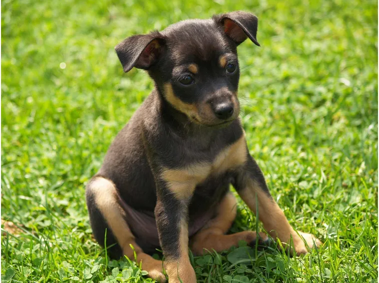 Cucciolo di Pinscher nano