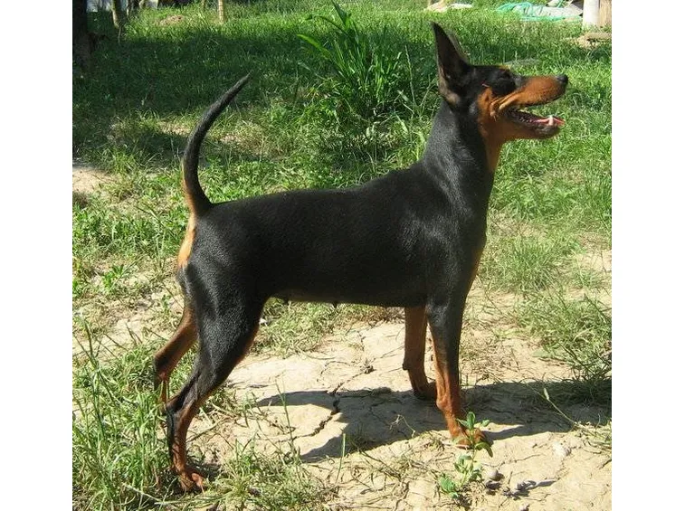 Zwergpinscher Black and Tan