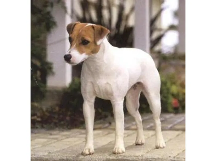 Jack russell