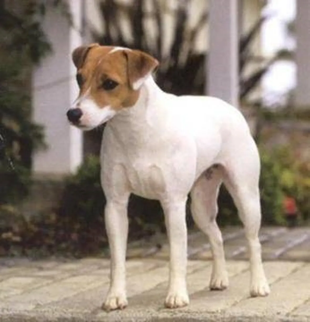 Jack russell