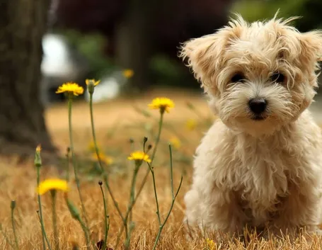Cane Maltese