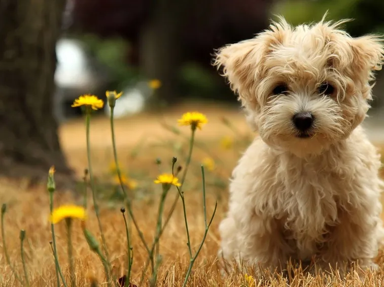 Cane Maltese