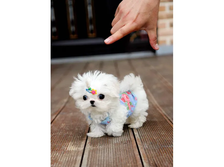 Cucciolo di maltese