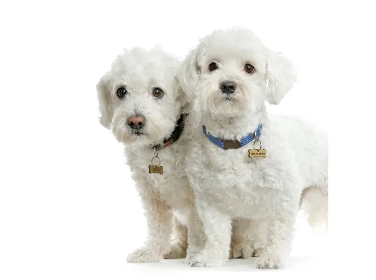 Maltese a pelo medio
