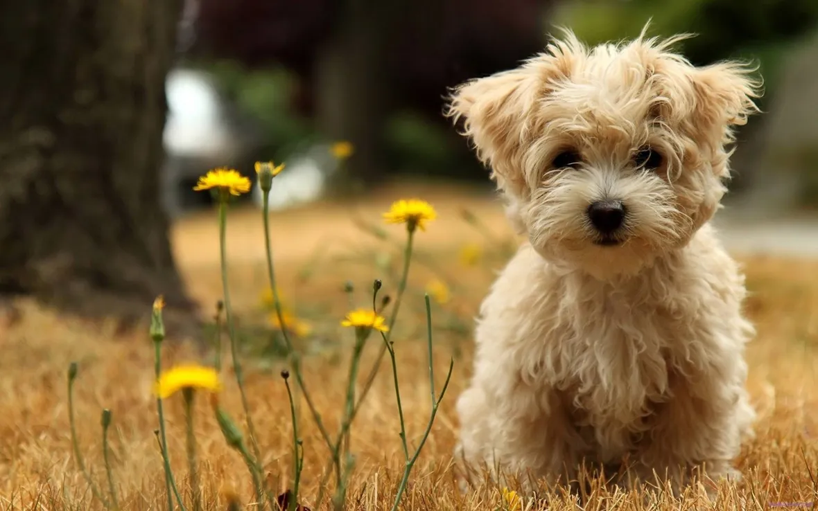 Cane Maltese