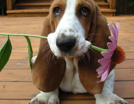 Il bassethound è un cane molto dolce