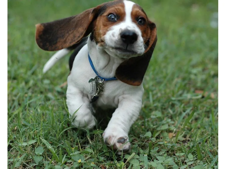 Il bassethound veniva utilizzato nella caccia agli animali da tana