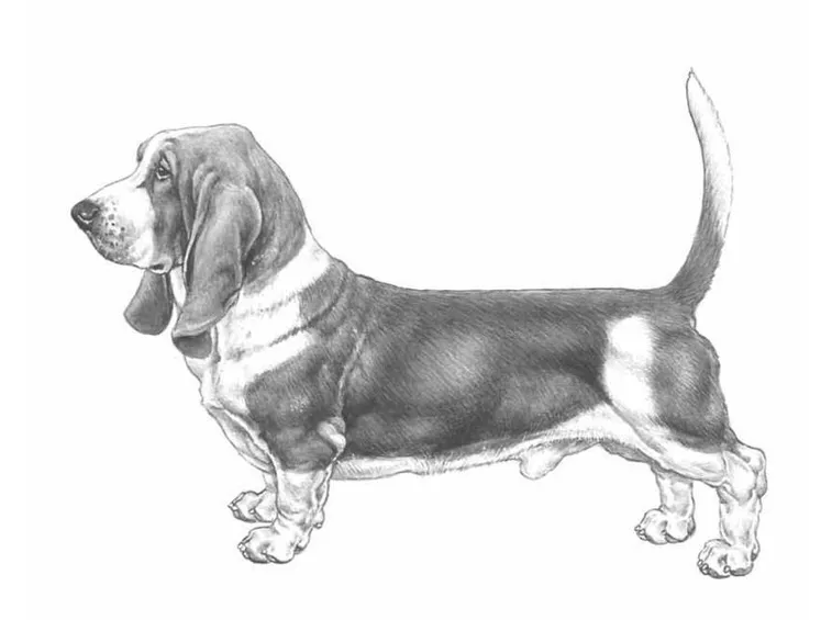Disegno standard del bassethound