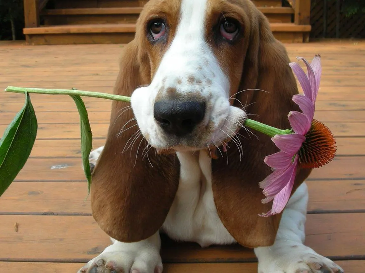 Il bassethound è un cane molto dolce