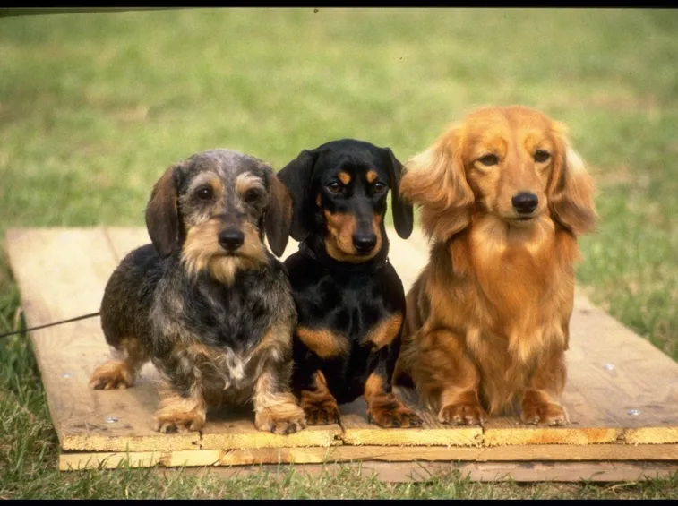 cuccioli di diverse varietà.