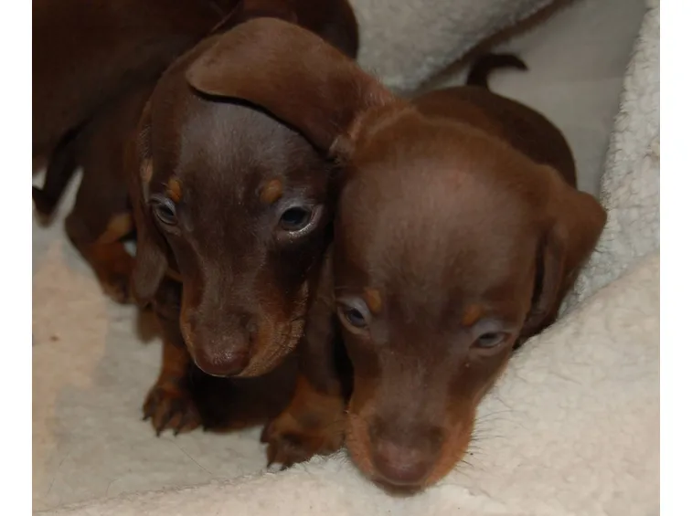Cuccioli di bassotto