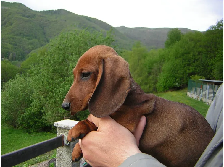 Bassotto kaninchen