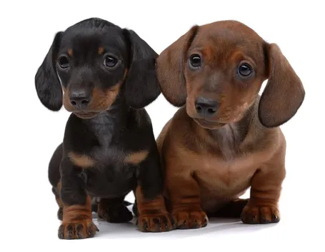 Cuccioli di bassotto tedesco