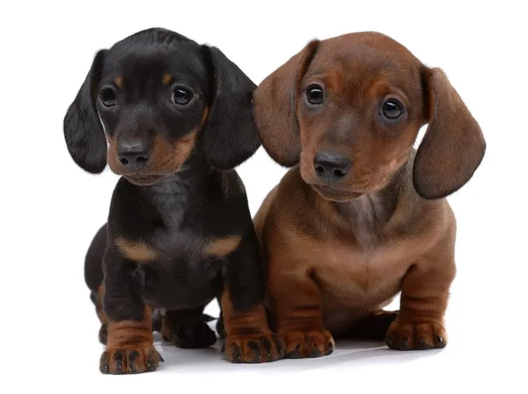 Cuccioli di bassotto tedesco