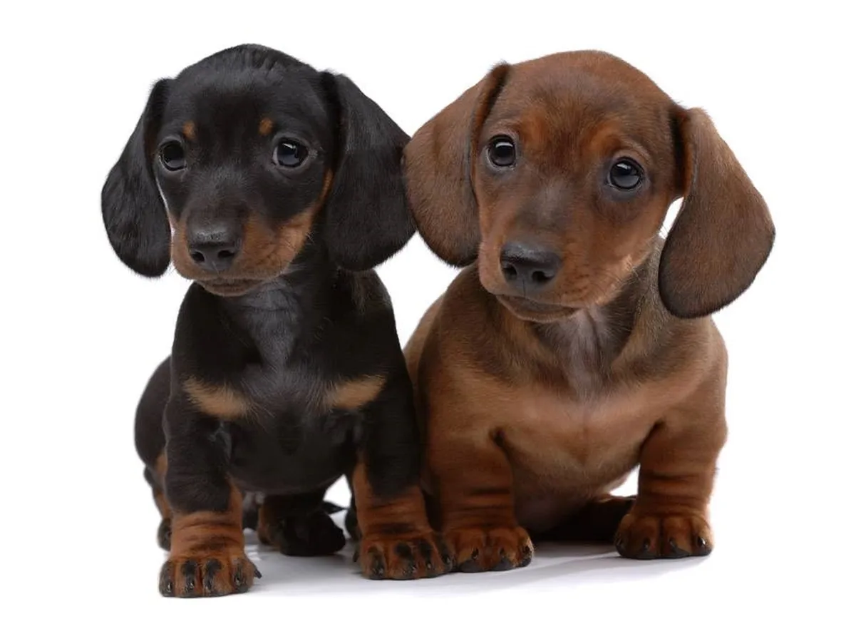 Cuccioli di bassotto tedesco