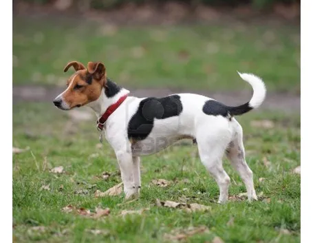 Jack Russell a pelo liscio