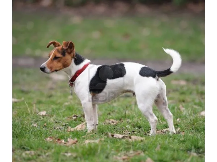Jack Russell a pelo liscio