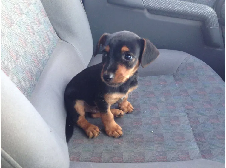 Cucciolo di Jack Russell Black and Tan