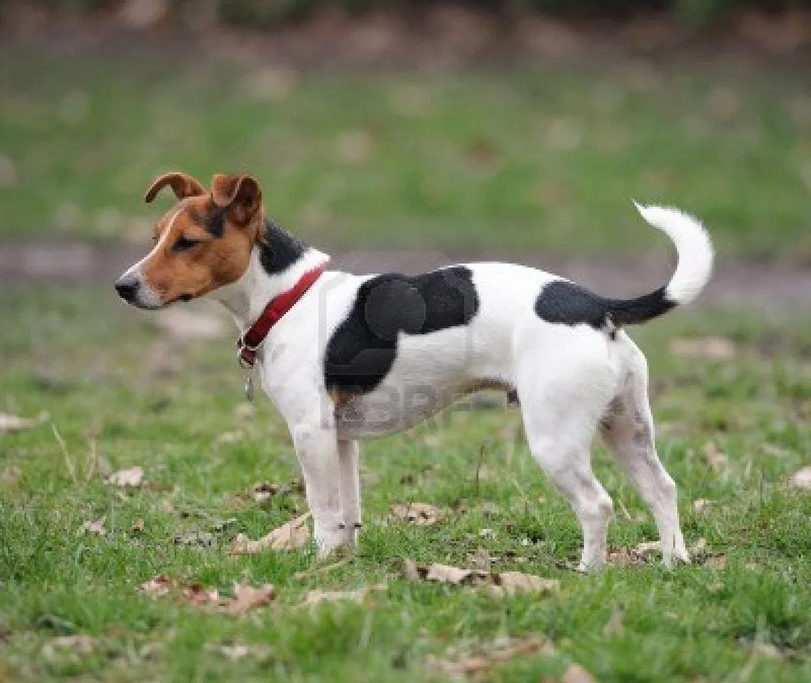 Jack Russell a pelo liscio