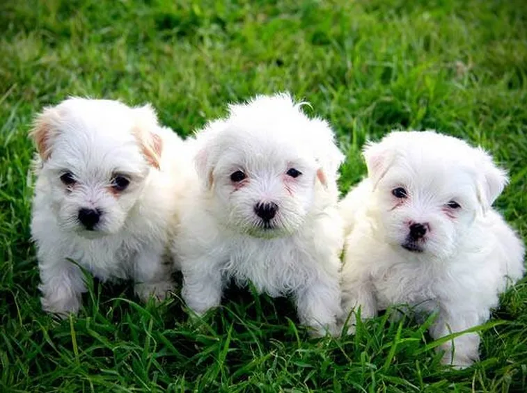 cuccioli Bichon maltesi