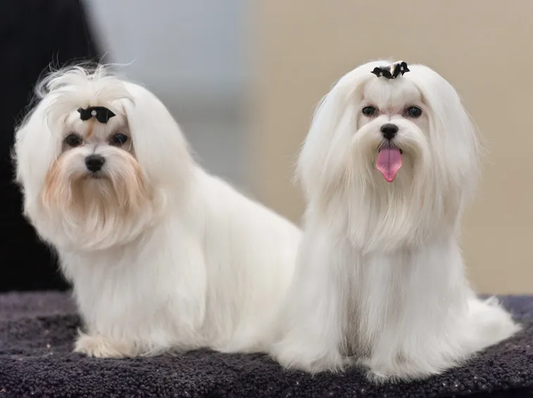 Cani maltesi ad una gara
