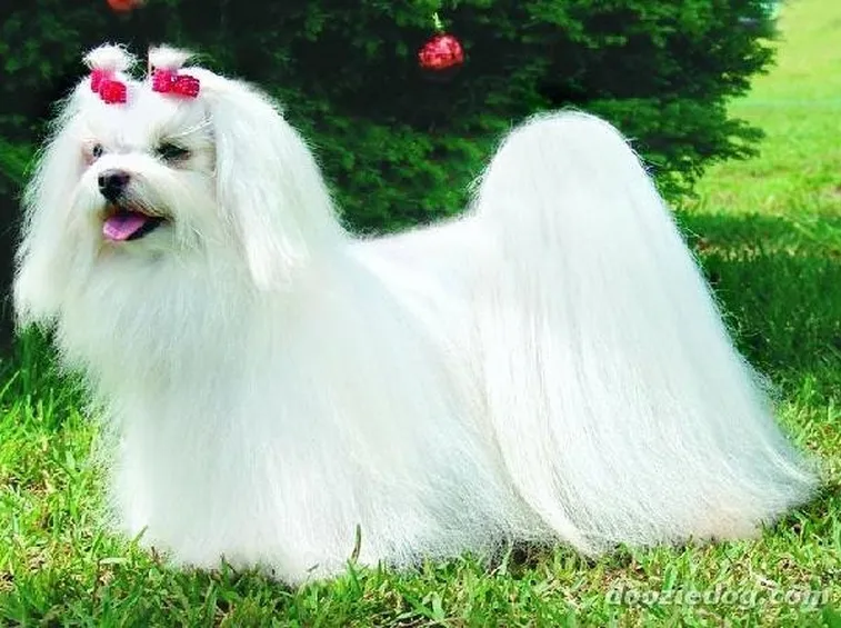Maltese all'aria aperta