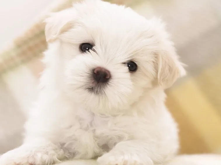 Cucciolo maltese