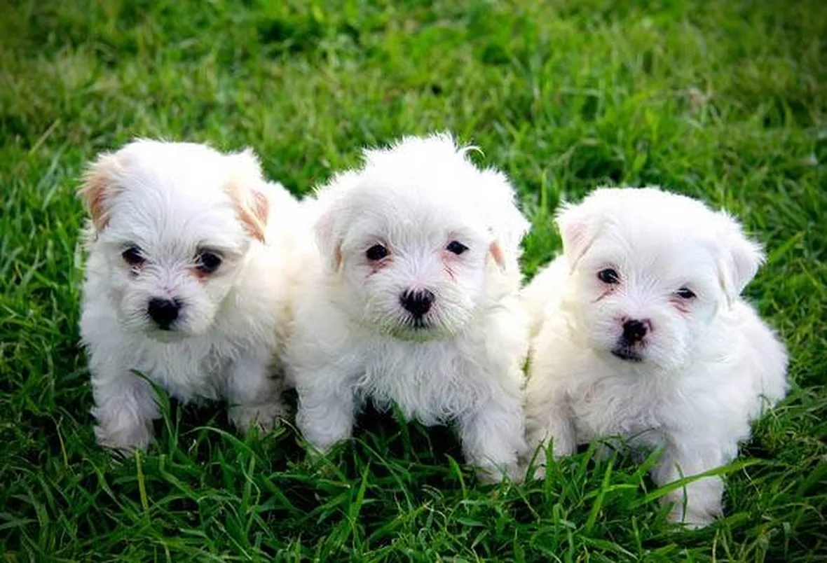 cuccioli Bichon maltesi