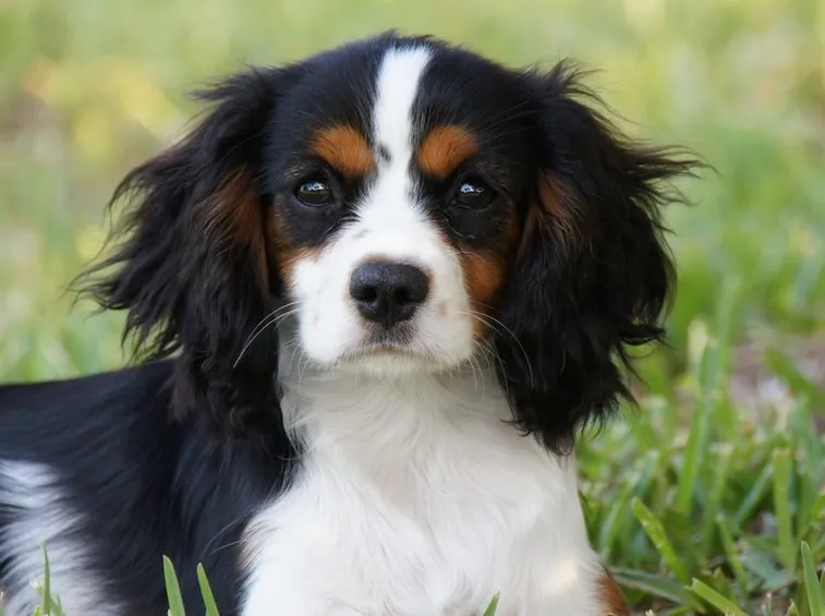 cane piccola taglia