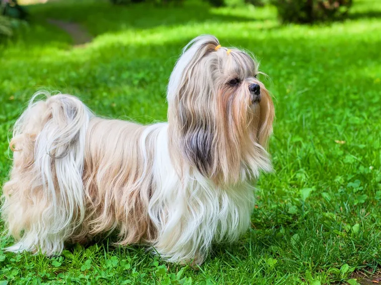 Shih Tzu
