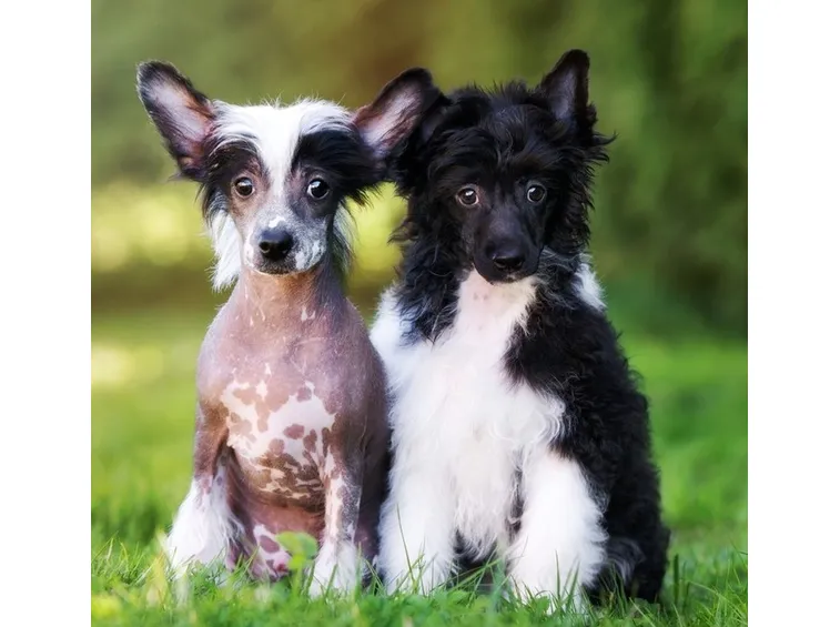 Chinese Crested