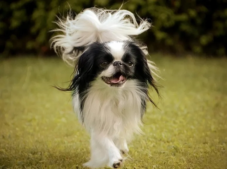 Japanese Chin