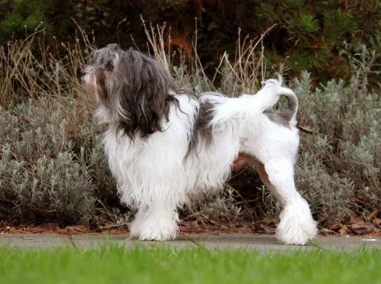 Piccolo cane leone