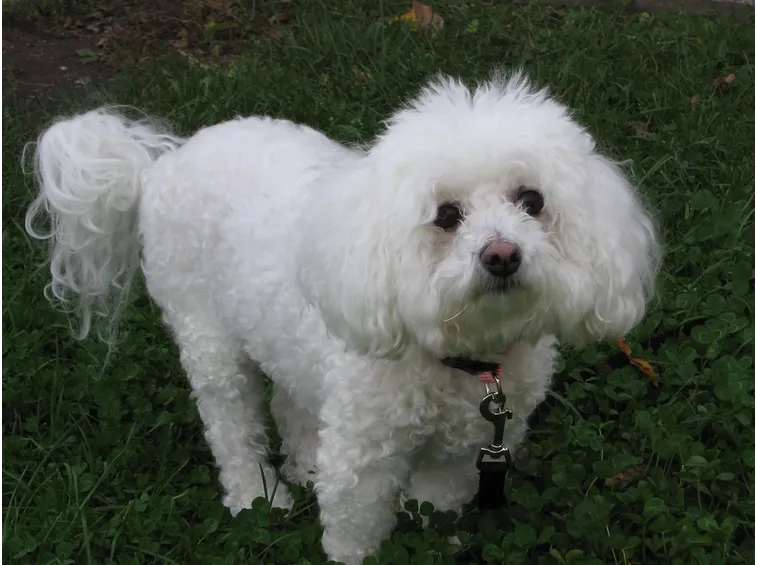 Bichon frisè