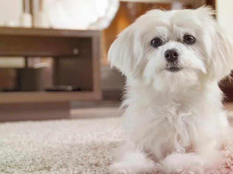 Maltese