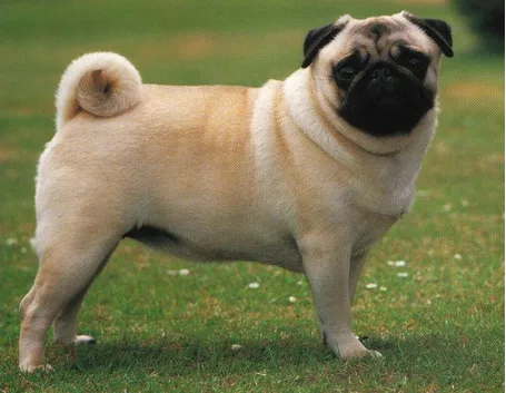 Carlino