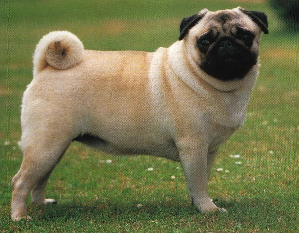 Carlino