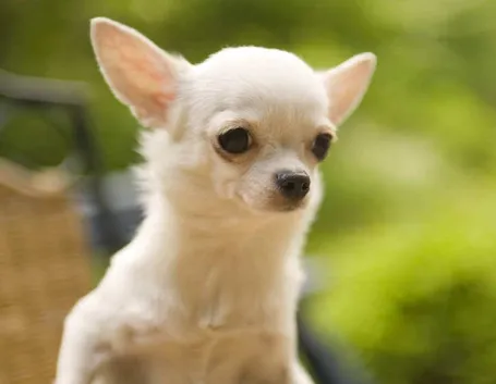 chihuahua