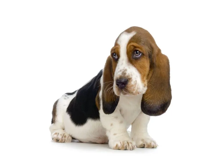 Cuccioli di bassethound