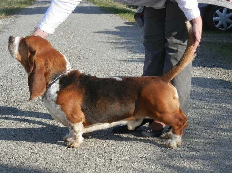 Bassethound adulto